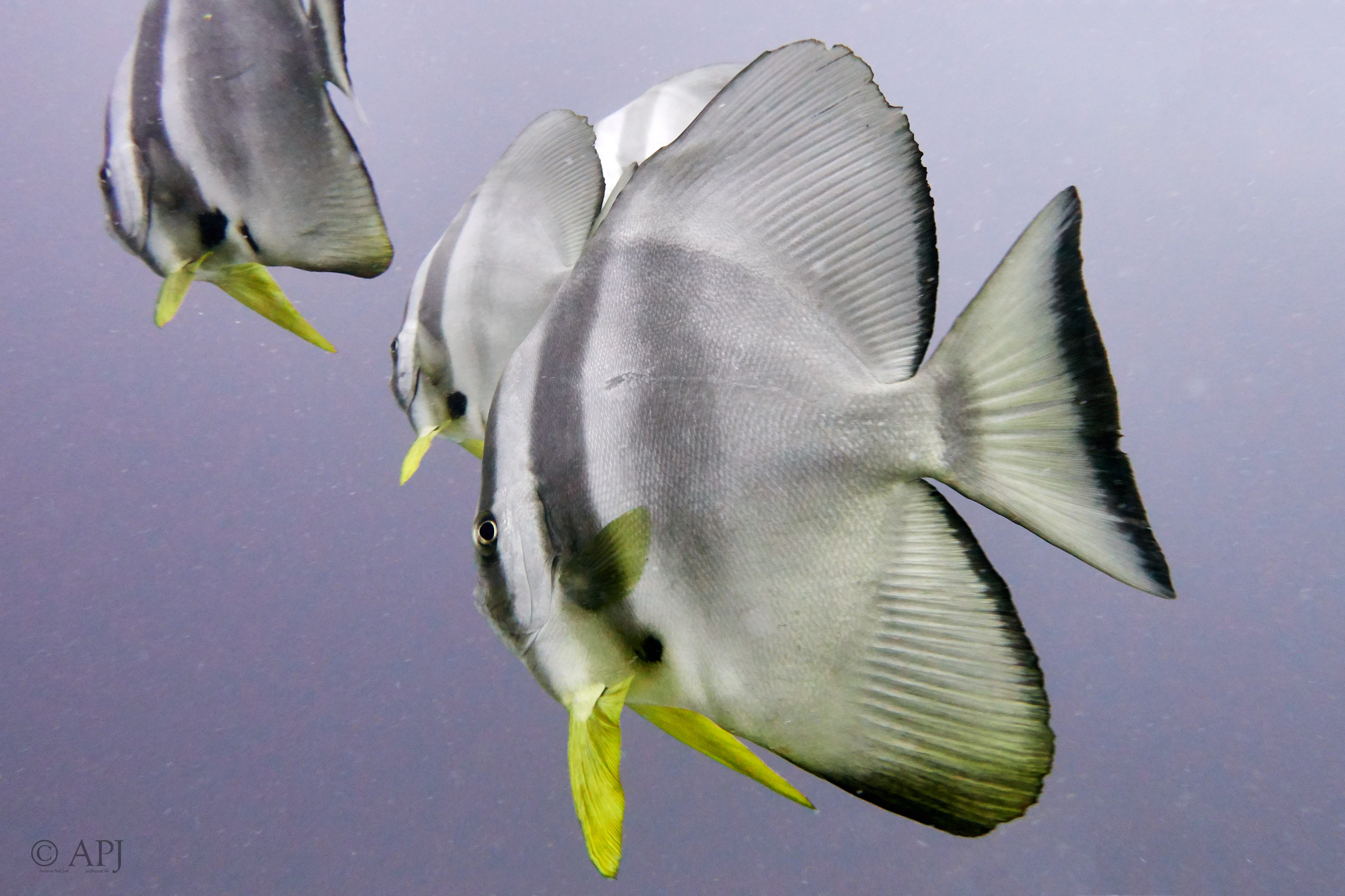 000708 15 08 17  Canon PowerShot G7 X Mark II   Malediven2017